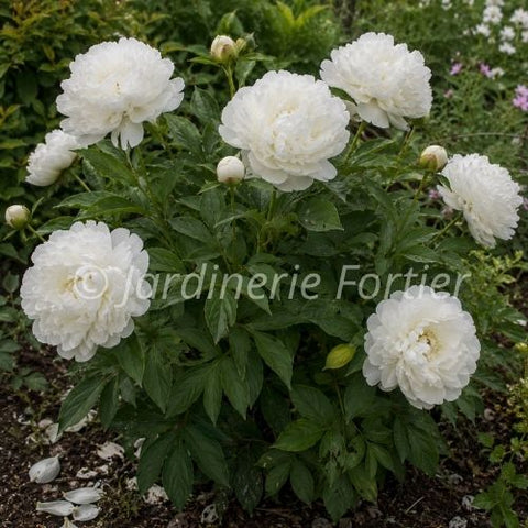 Pivoine "Elsa Sass"
