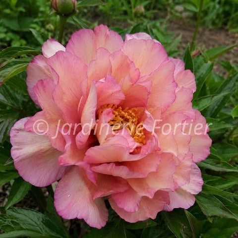 Pivoine "Scrumdidleumptious Itoh"