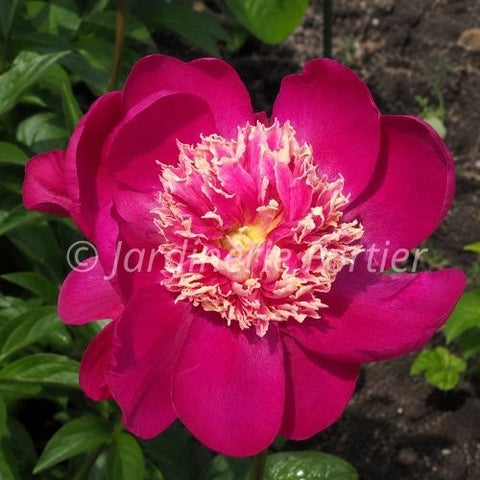Pivoine "Mikado"