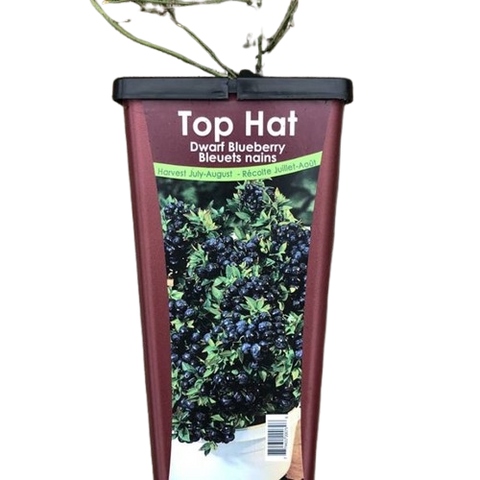 Plant de "Bleuet Top Hat"