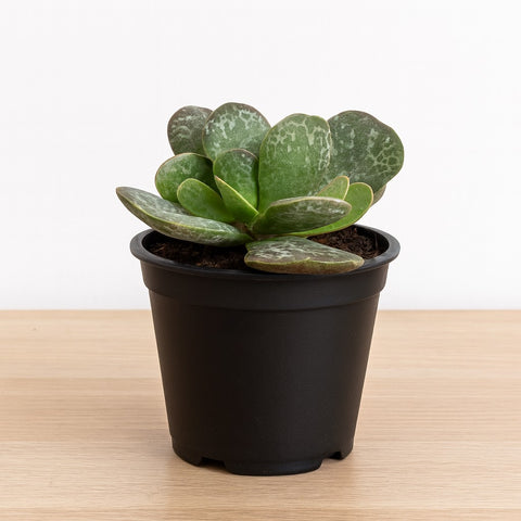 Plante d'intérieur "Adromischus Maculatus"