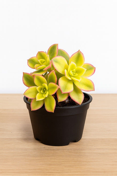 Plante d'intérieur "Aeonium Rosa de Piedra"