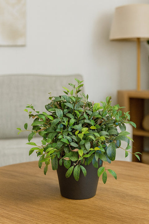 Plante d'intérieur "Aeschynanthus Black Pagoda"