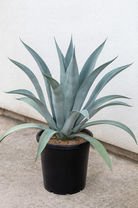 Plante d'intérieur "Agave Tequila"