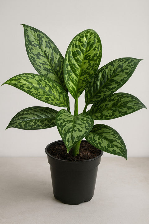 Plante d'intérieur "Aglaonema Army"