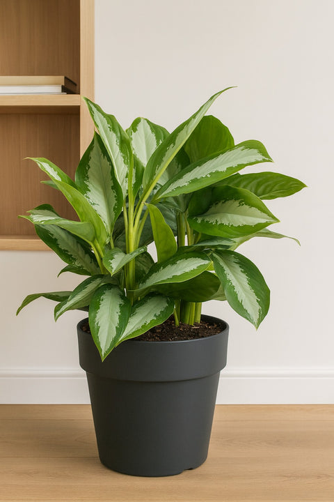 Plante d'intérieur "Aglaonema Diamond Bay"