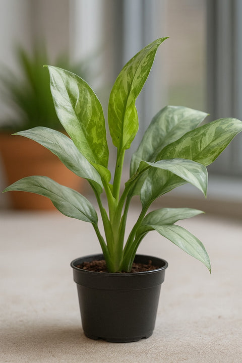 Plante d'intérieur "Aglaonema Grey Ghost"