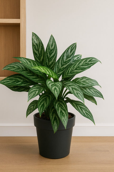 Plante d'intérieur "Aglaonema Tigress"