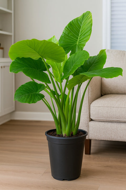 Plante d'intérieur "Alocasia Odora"