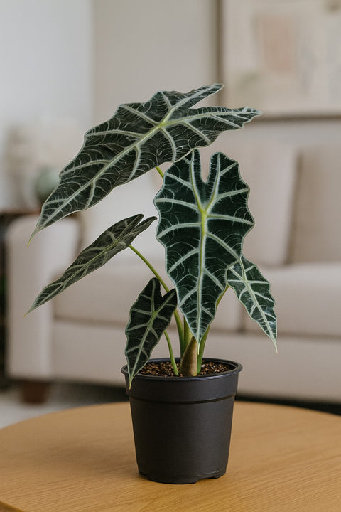 Plante d'intérieur "Alocasia Polly"