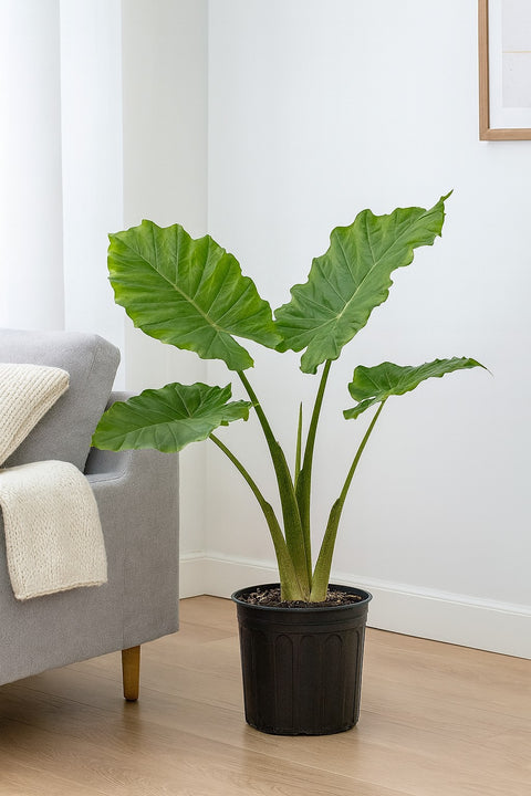 Plante d'intérieur "Alocasia Portodora"