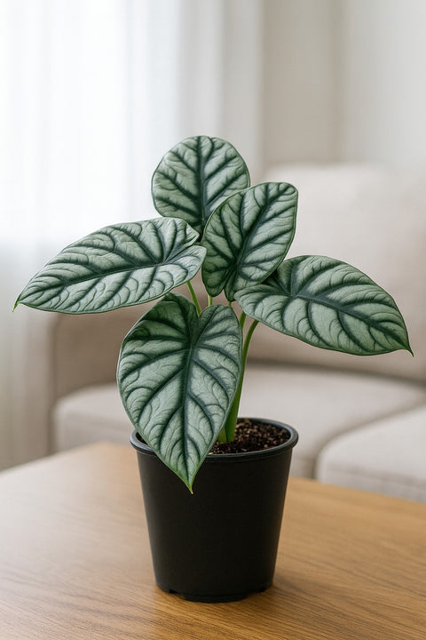 Plante d'intérieur "Alocasia Silver Dragon"