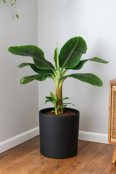 Plante d'intérieur "Bananier Cavendish"