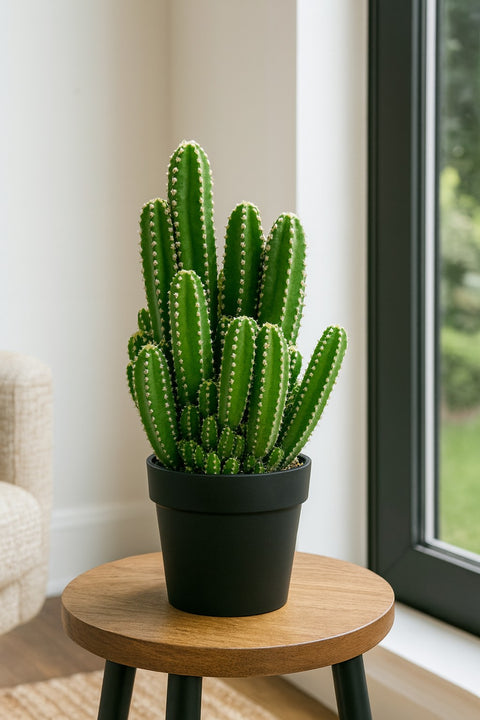Plante d'intérieur "Cereus Repandus"