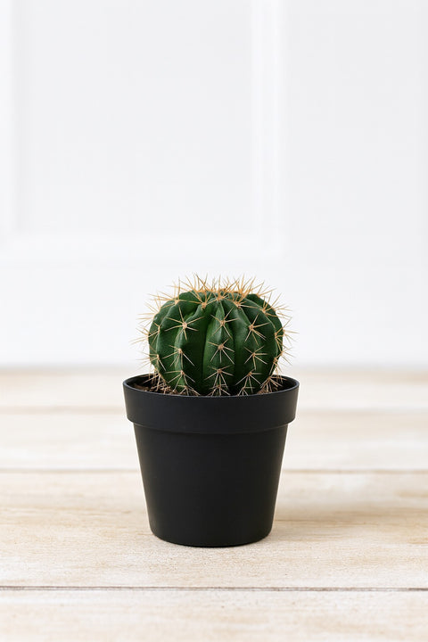 Plante d'intérieur "Echinopsis Ancistrophora"