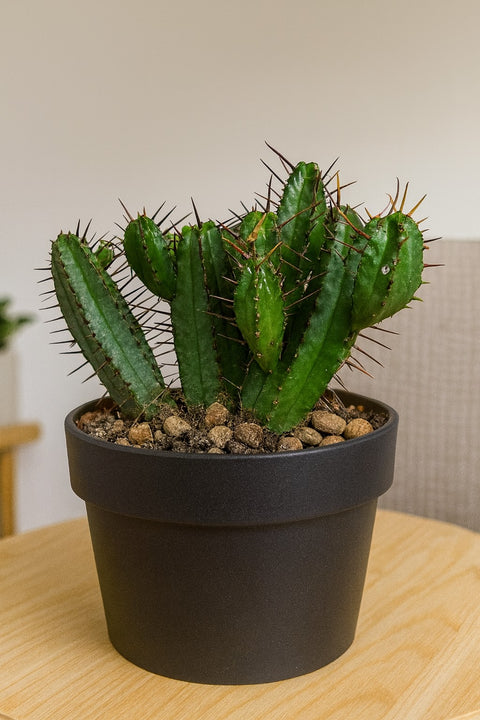 Plante d'intérieur "Euphorbia Enopla"