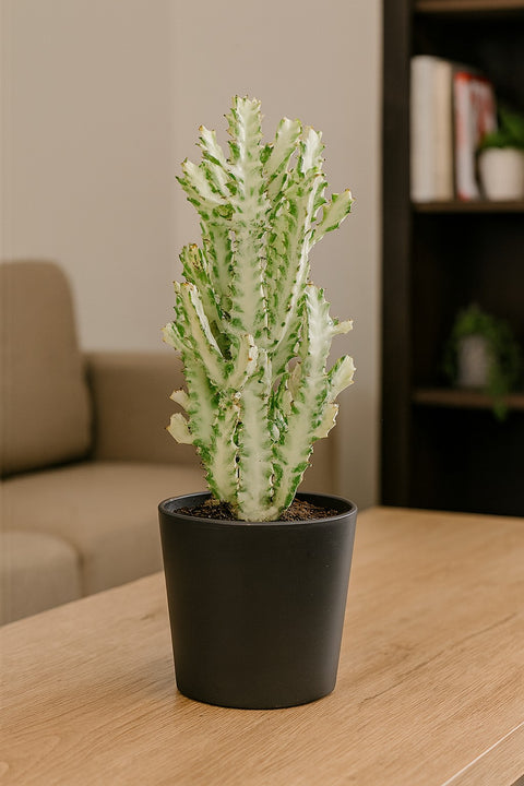 Plante d'intérieur "Euphorbia White Ghost"