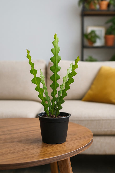 Plante d'intérieur "Cactus Fishbone"