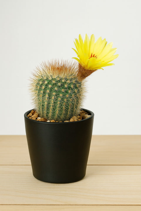 Plante d'intérieur "Notocactus Scopa"