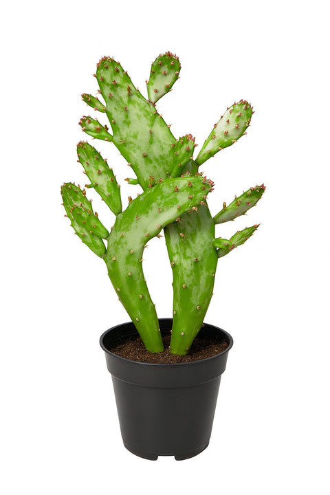 Plante d'intérieur "Opuntia Monacantha Monstruosus"