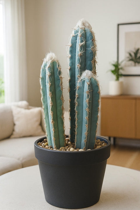 Plante d'intérieur "Pilosocereus Glaucescens"