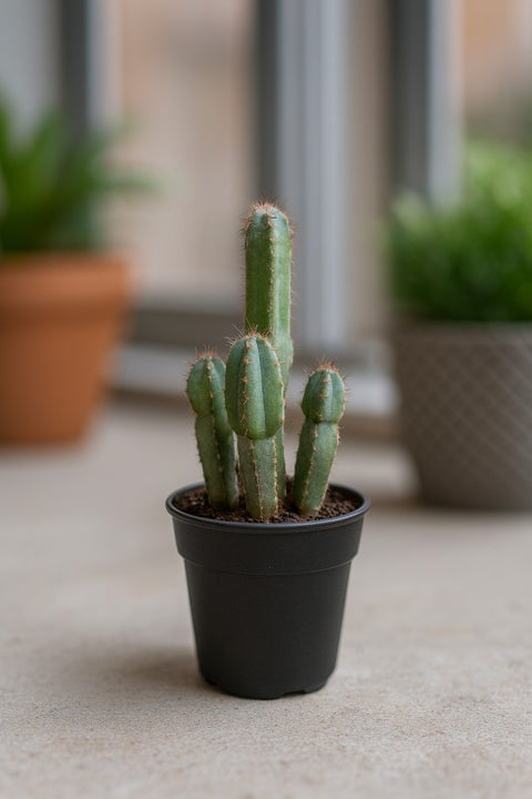 Plante d'intérieur "Cereus Forbesii"