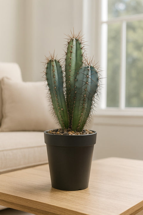 Plante d'intérieur "Cereus Forbesii"