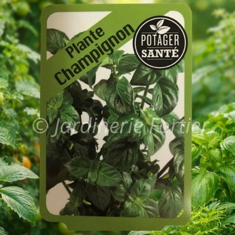 Plante champignon / Potager Santé