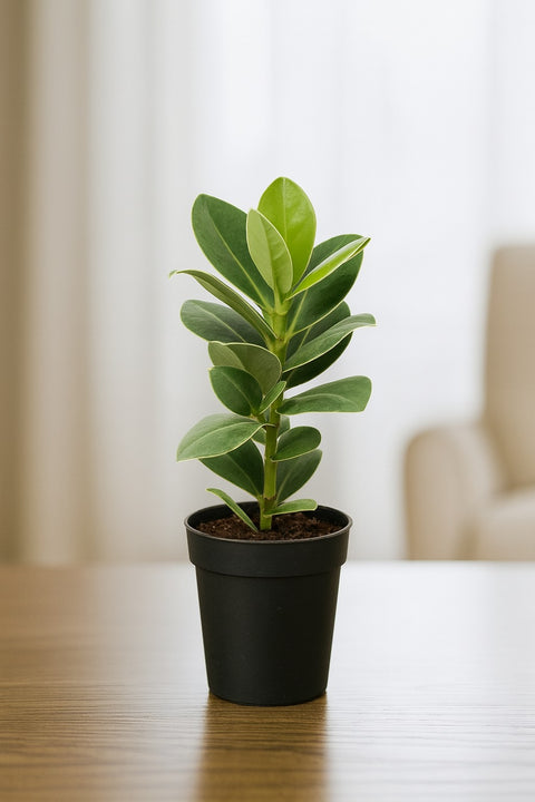 Plante d'intérieur "Clusia Princess Autograph"