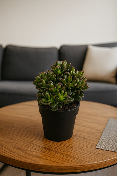 Plante d'intérieur "Crassula ovata Gandalf"