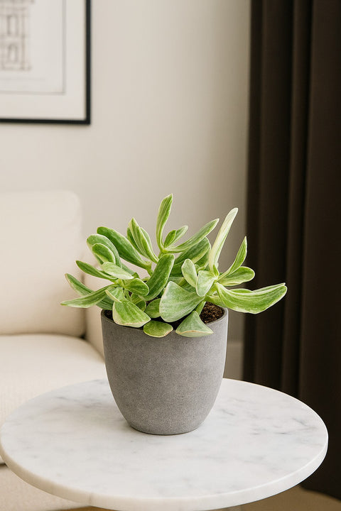 Plante d'intérieur "Crassula variegata"