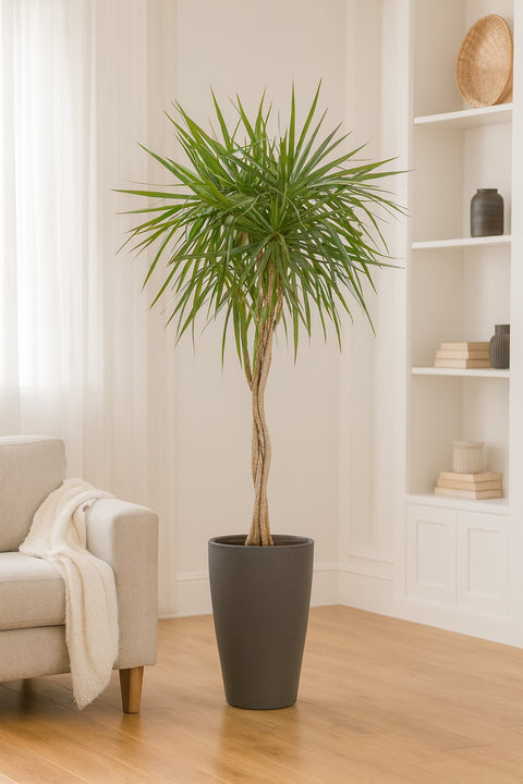 Plante d'intérieur "Dracaena Marginata Braid"