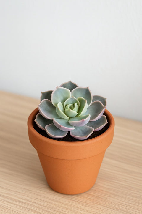 Plante d'intérieur "Echeveria Lotus"