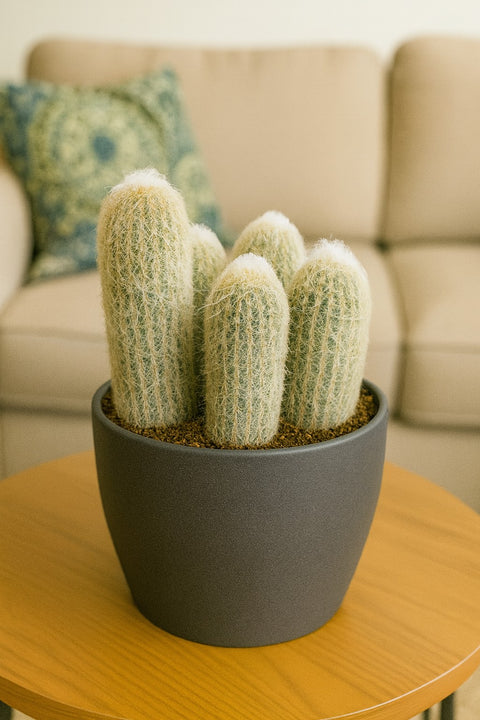 Plante d'intérieur "Espostoa Lanata"