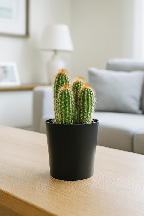 Plante d'intérieur "Espostoa mirabilis"