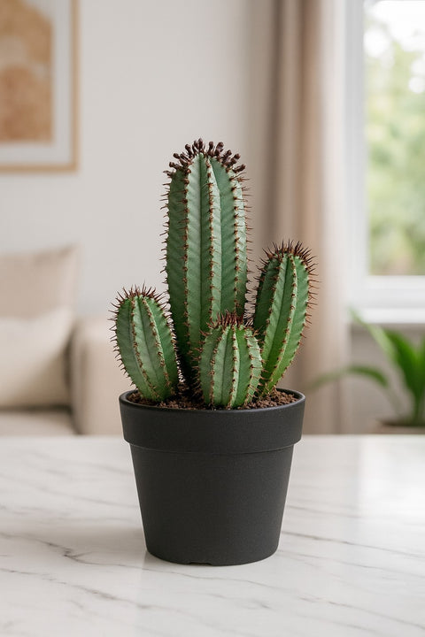 Plante d'intérieur "Euphorbia Horrida"