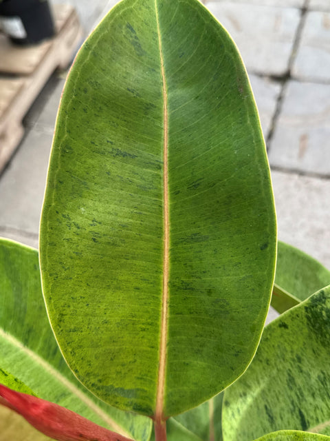 Plante d'intérieur "Ficus Moonshine Verde"