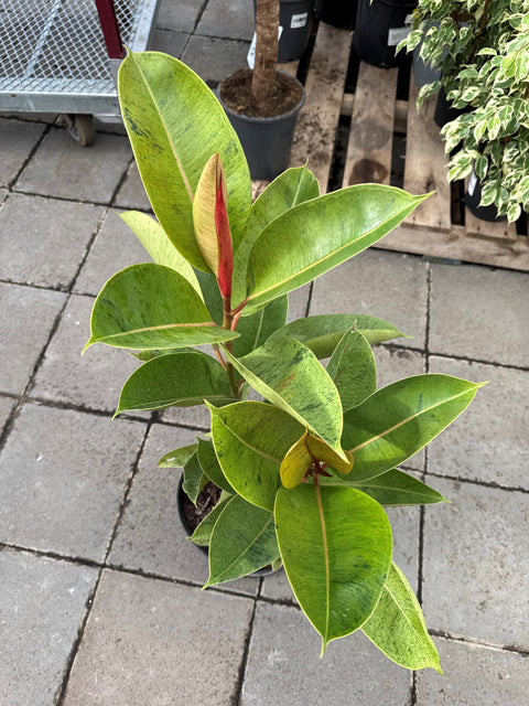 Plante d'intérieur "Ficus Moonshine Verde"