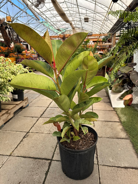 Plante d'intérieur "Ficus Moonshine Verde"