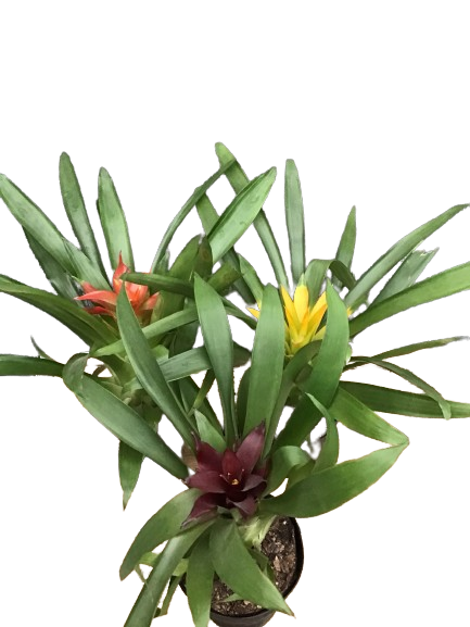 Plante d'intérieur "Bromelia Guzmania"