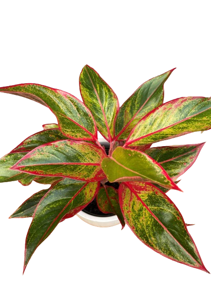 Plante d'intérieur "Aglaonema Red Creta"