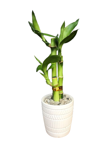 Plante d'intérieur "Lucky Bamboo mini"