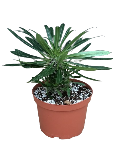 Plante d'intérieur "Cactus assortis"
