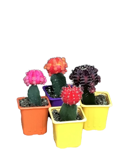 Plante d'intérieur "Cactus assortis greffés"