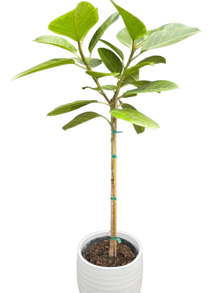 Plante d'intérieur "Ficus Altissima"