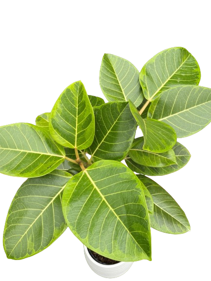 Plante d'intérieur "Ficus Altissima"