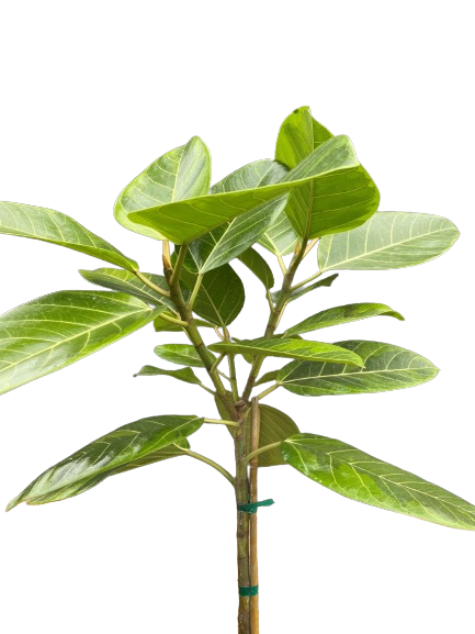 Plante d'intérieur "Ficus Altissima"