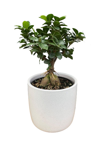 Plante d'intérieur "Ficus Ginseng Bonsaï"