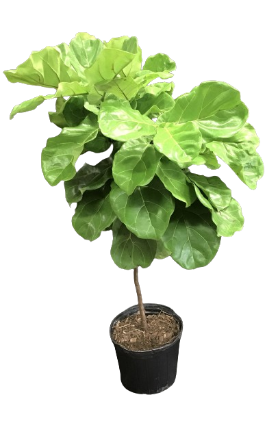 Plante d'intérieur "Ficus Lyrata" sur tige