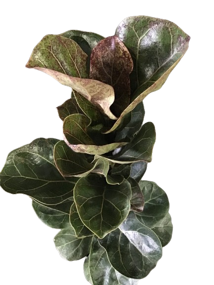 Plante d'intérieur "Ficus Lyrata bambino"